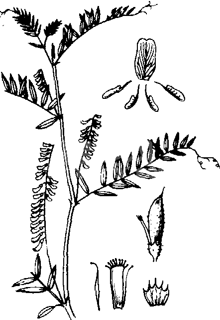 野豌豆属