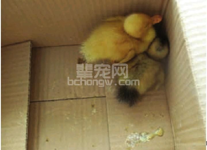 (三)鸭病毒性肝炎