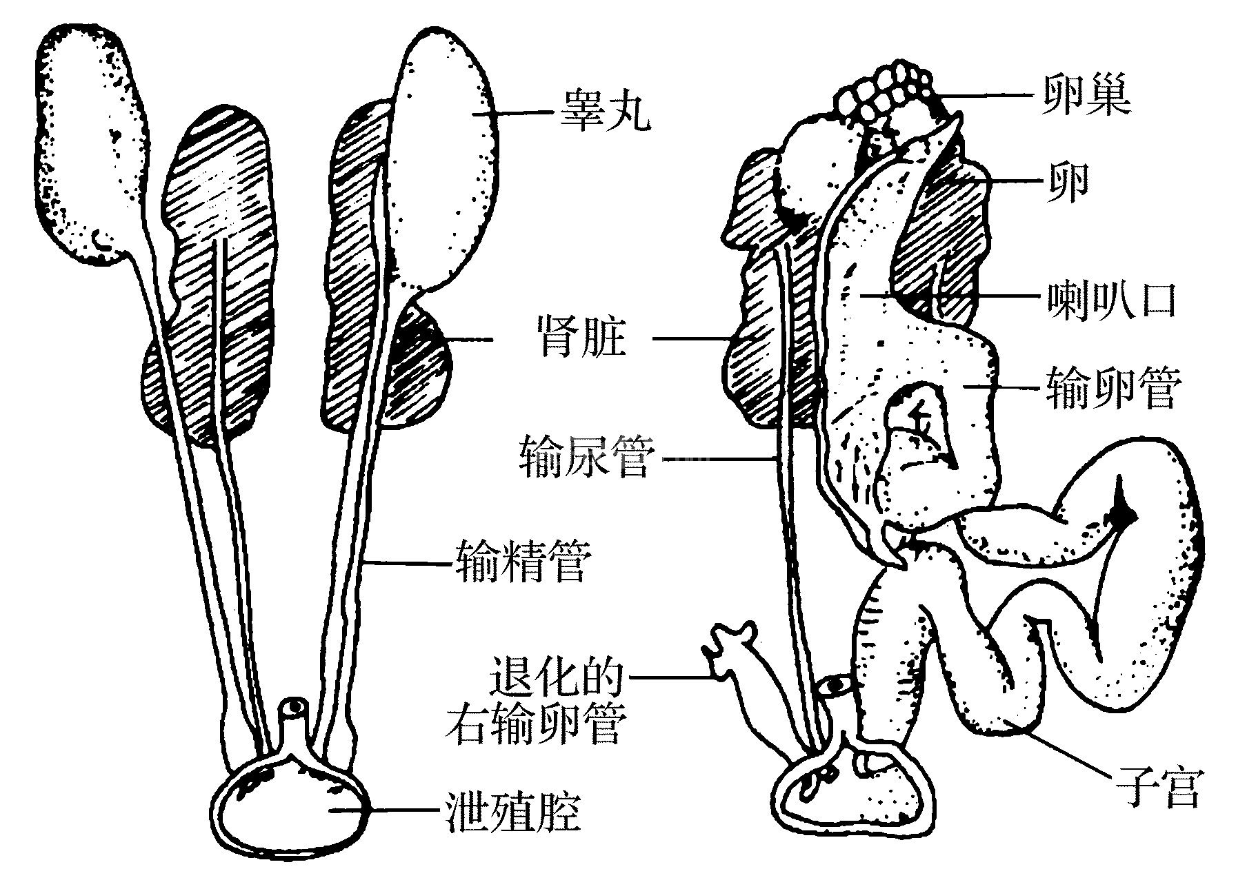 (一)肉用仔鸽的繁育、生殖器官特点及激素分泌