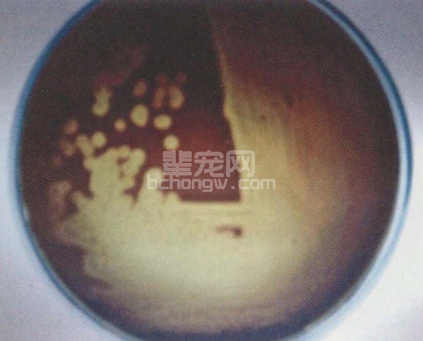 猪链球菌感染