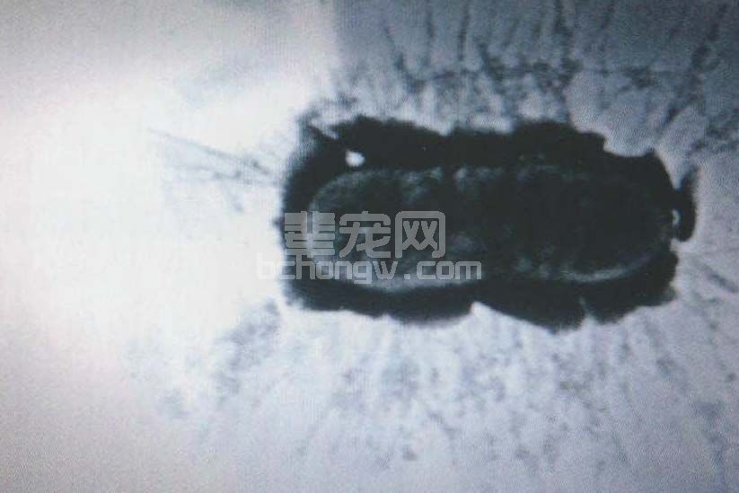 猪水肿病