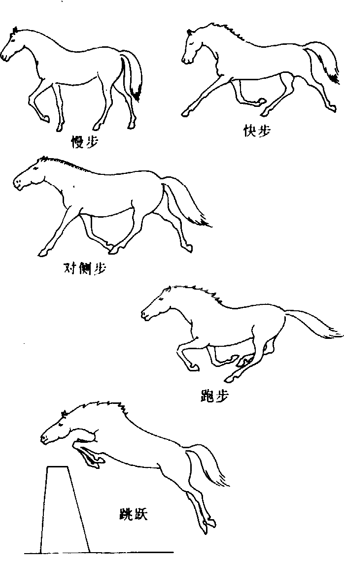 步法