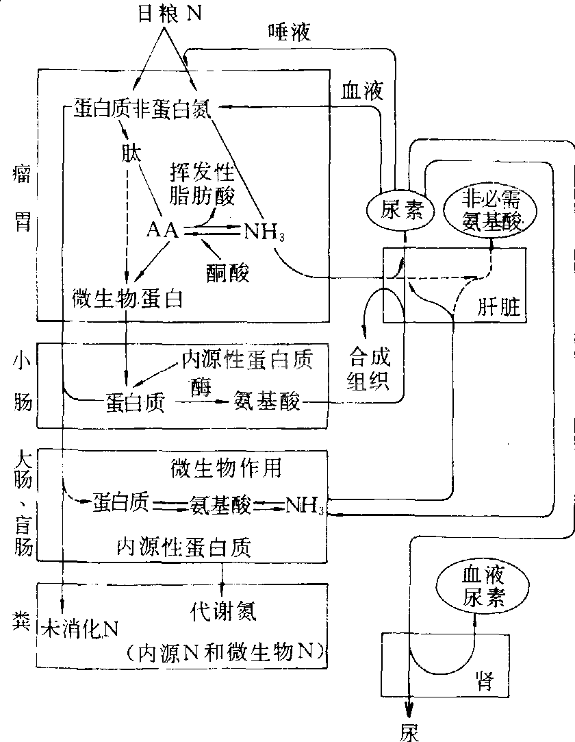 蛋白质消化