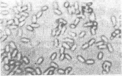 蓖麻蚕病防治