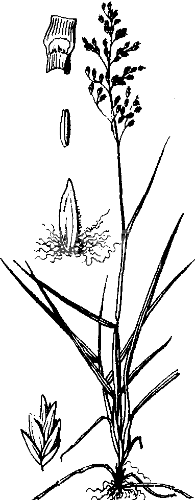 早熟禾属