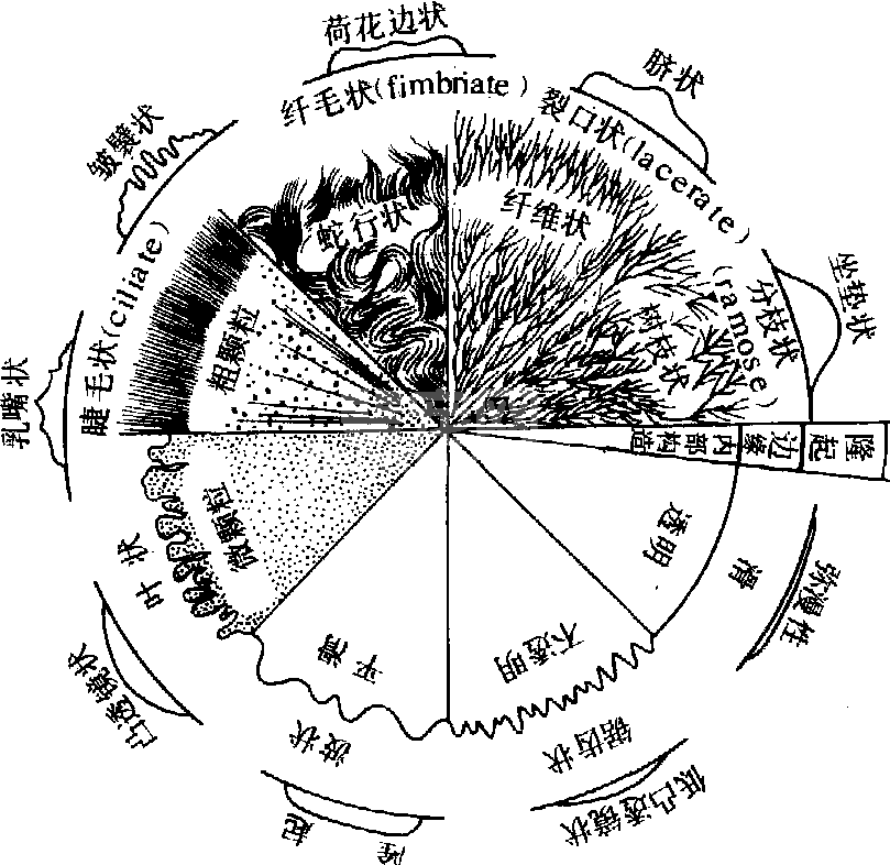 细菌分离培养