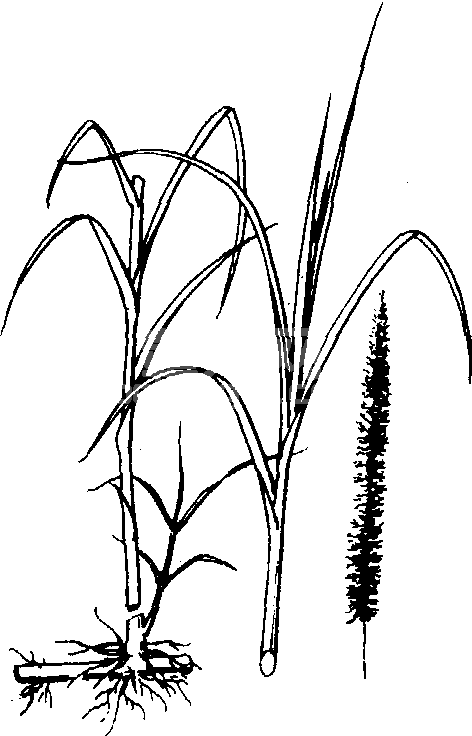 象草