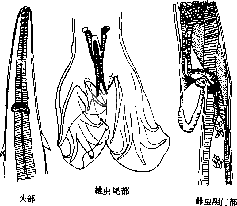 血矛线虫病