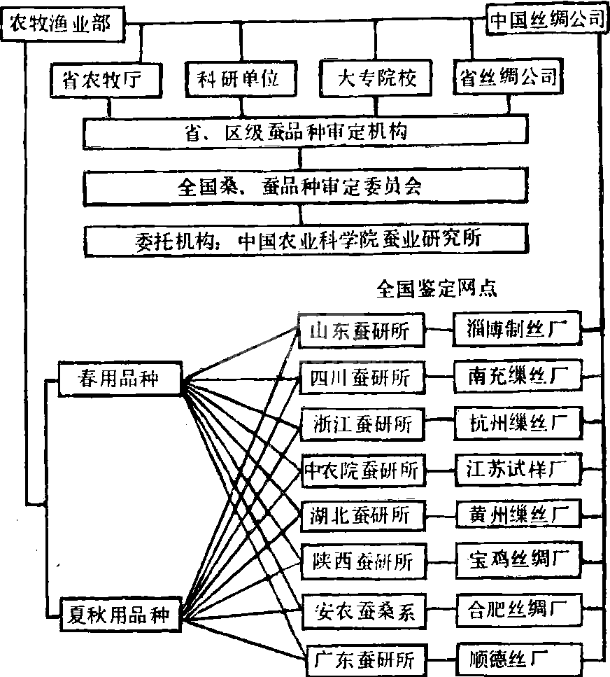桑蚕品种鉴定