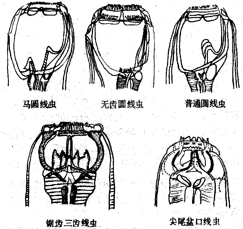 马圆线虫病