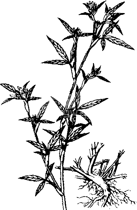 柱花草属