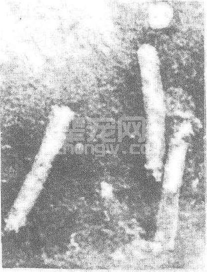 核型多角体病