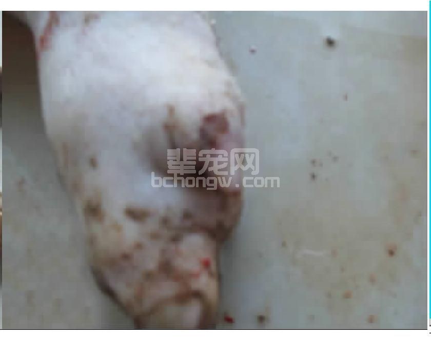 二、临床新特征
