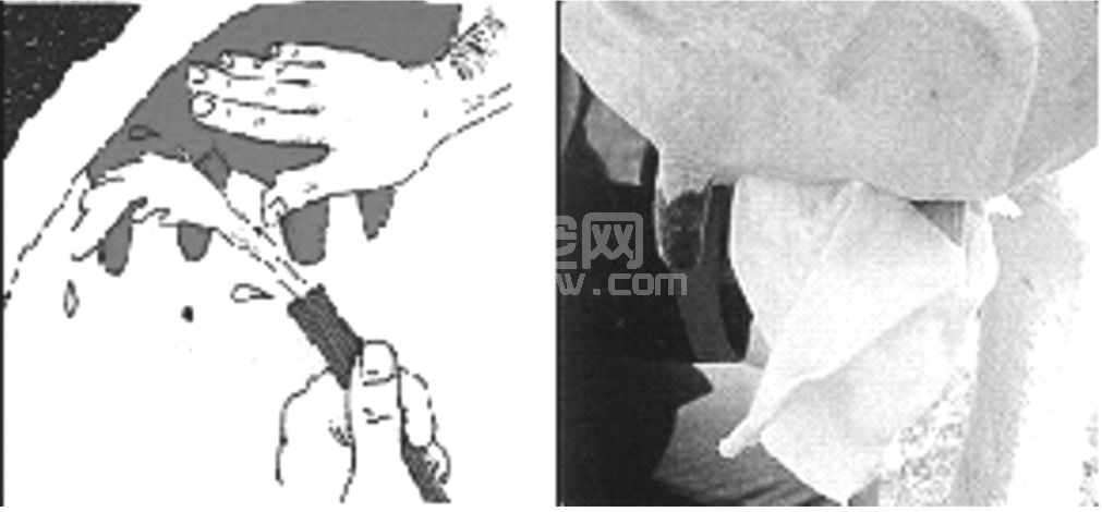 (一)手工挤奶