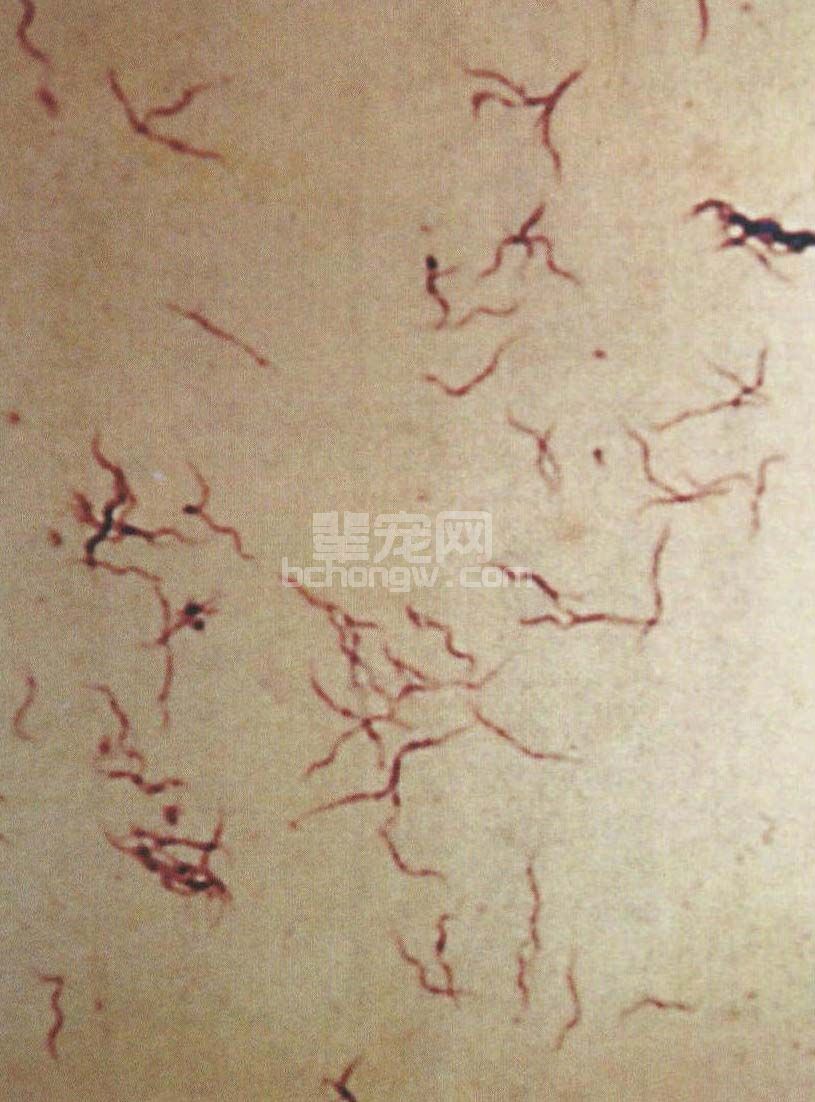 猪痢疾