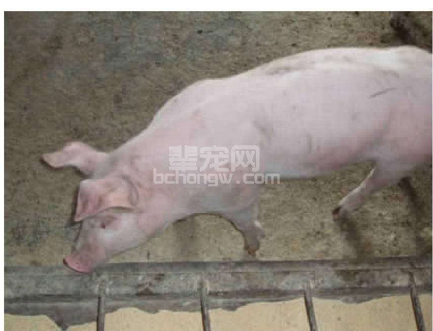 二、生产模式的缺陷削弱了猪体自身的抗病能力