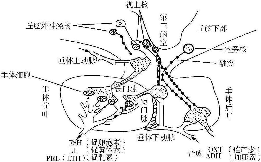 生殖激素