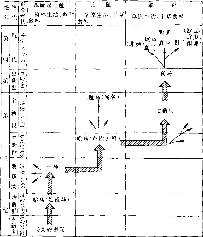 马