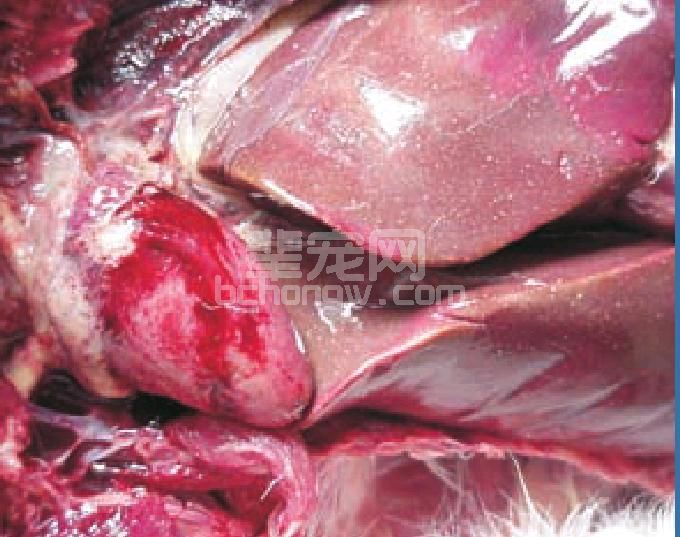 (一)巴氏杆菌病