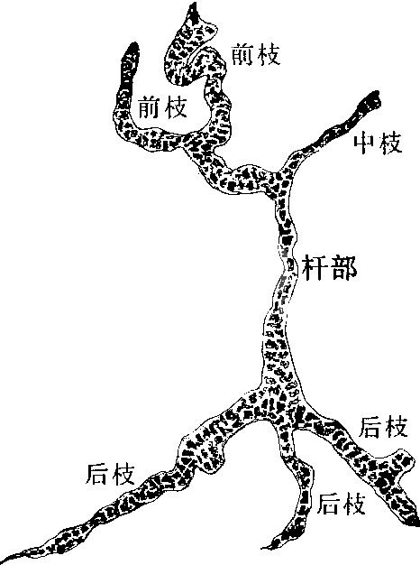 桑蚕激素