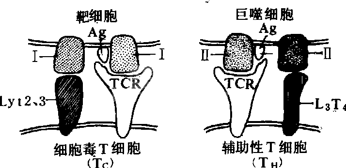 免疫调节
