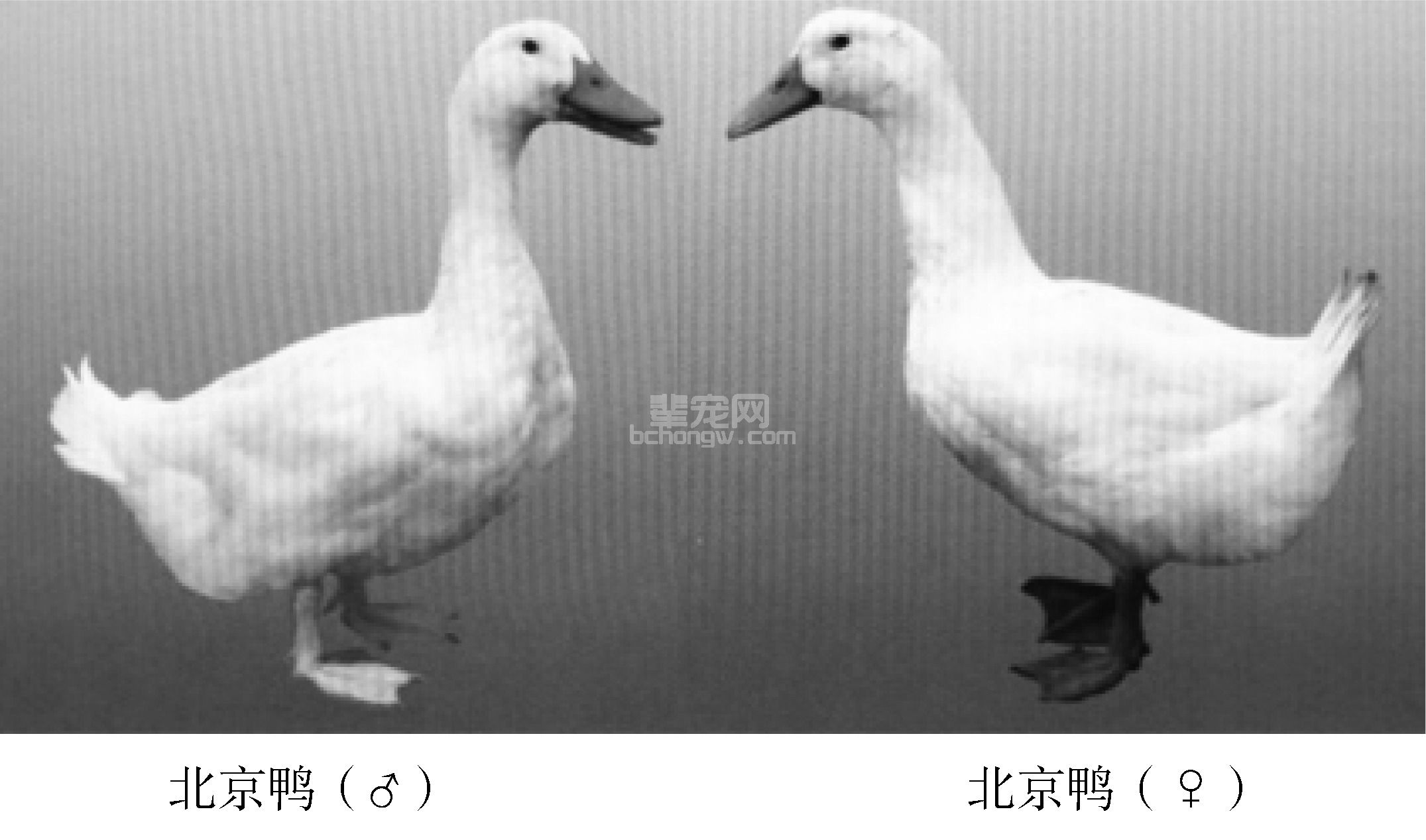 一、我国著名肉鸭品种
