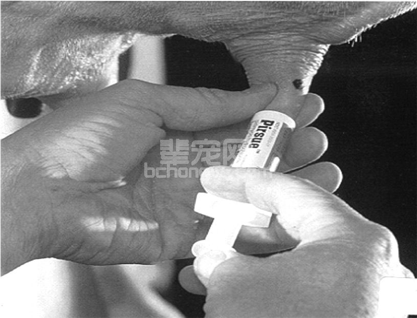 (八)干奶期的饲养管理