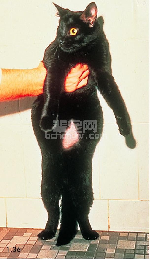 1. 猫传染性腹膜炎