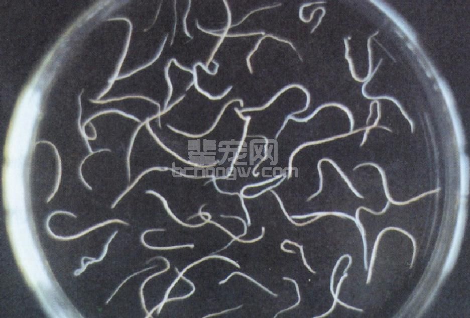 (一)羊消化道线虫病