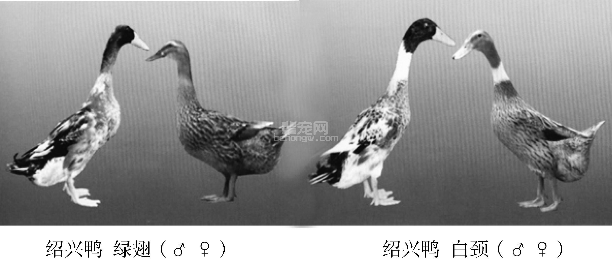 一、我国培育的蛋鸭品种