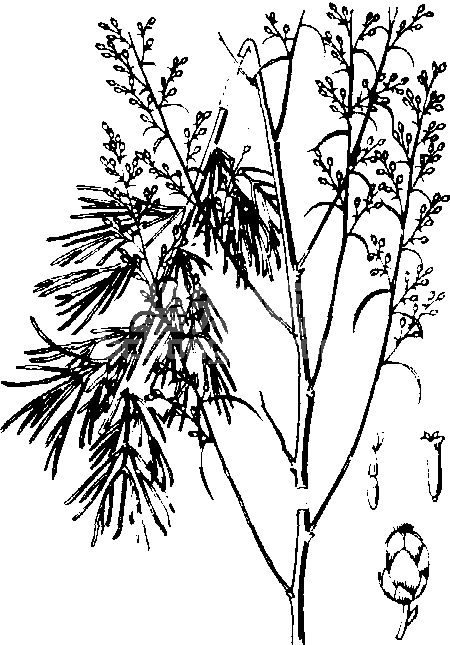 差巴嗄蒿