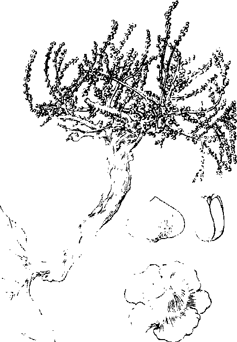 珍珠柴