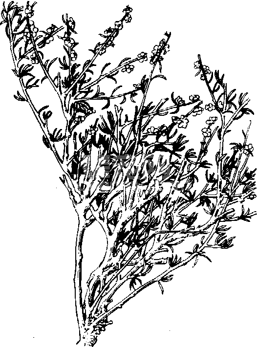 松叶猪毛菜