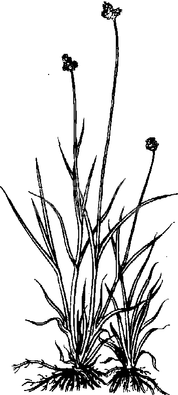寸草苔