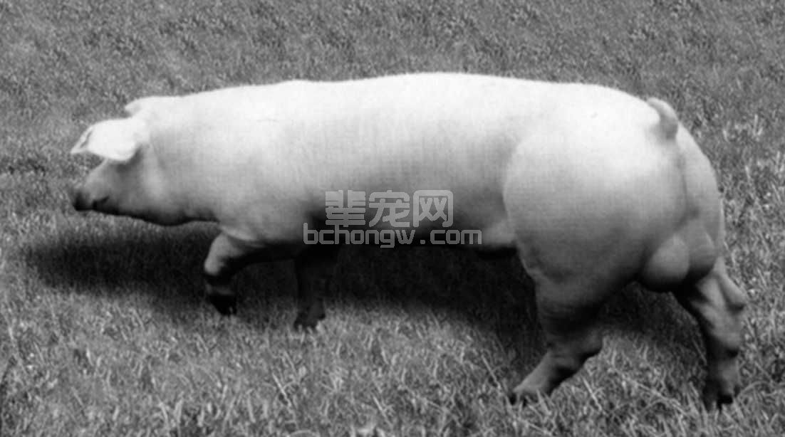 深农配套系