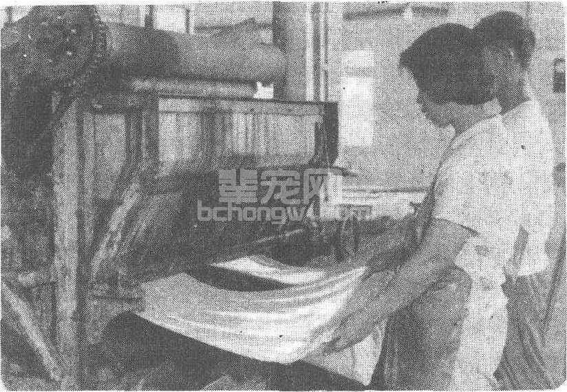 滞头