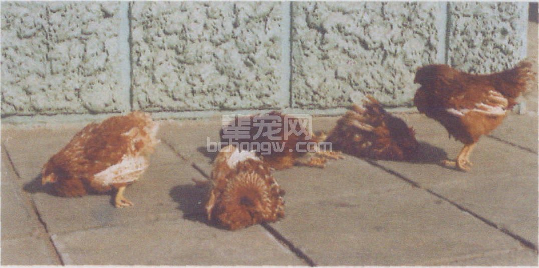 症状和眼观病变