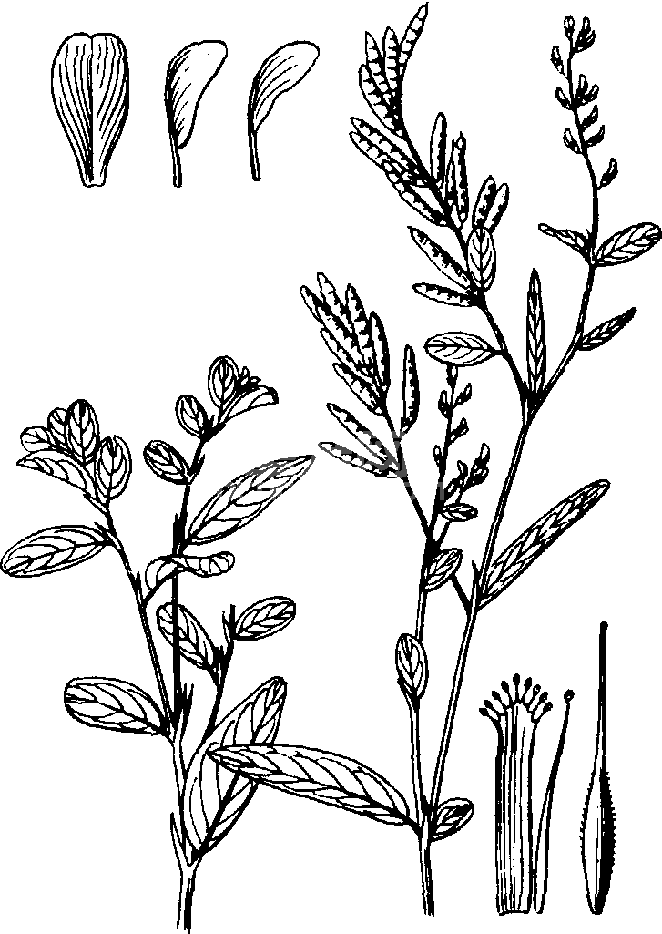异叶链荚豆