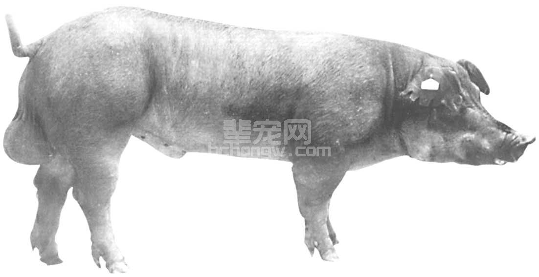 杜洛克猪