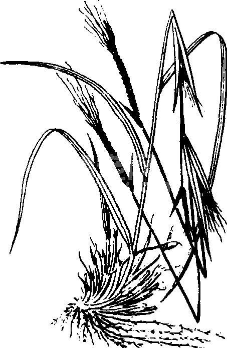 扭黄茅