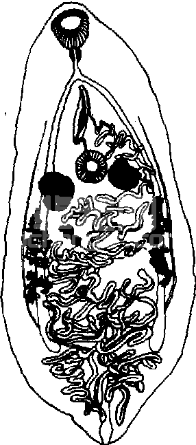 阔盘吸虫病