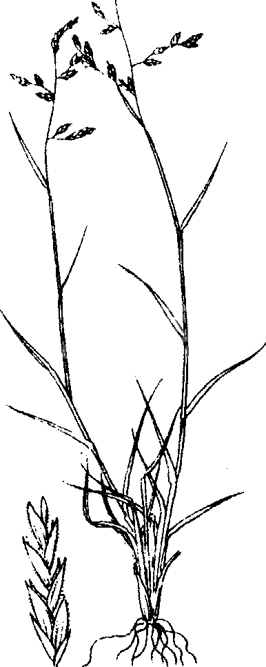 无芒隐子草