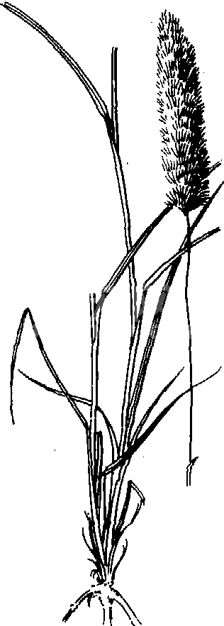 白茅