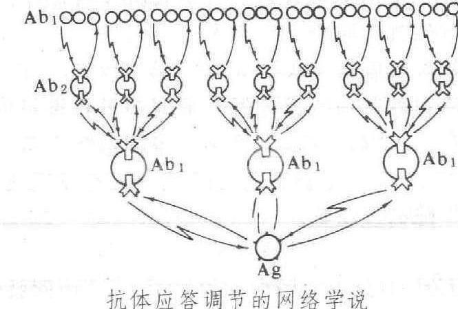 网络学说
