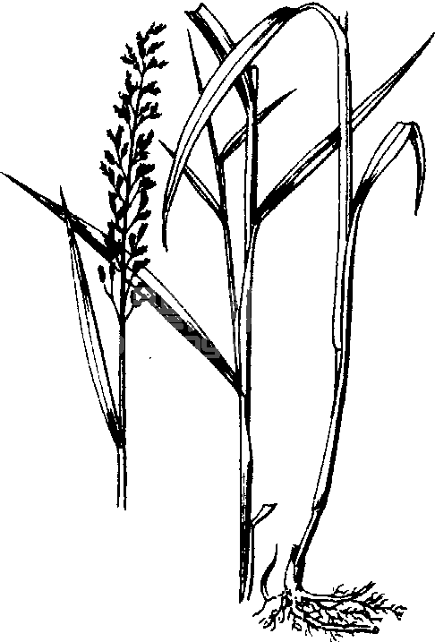 大油芒