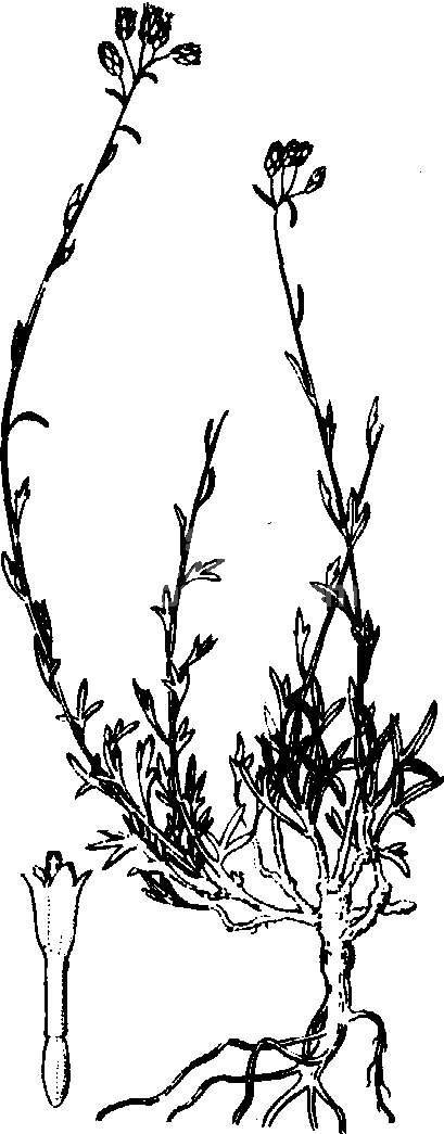 女蒿