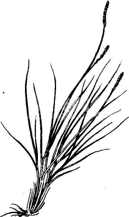 线叶蒿草