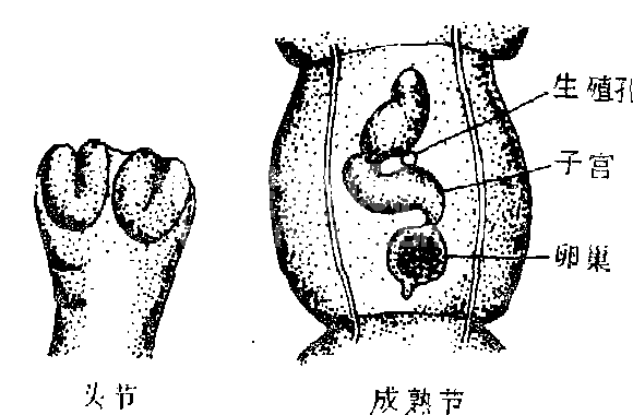 线中绦虫病