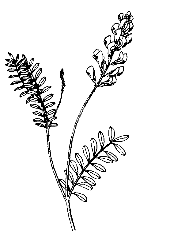 短翼岩黄芪
