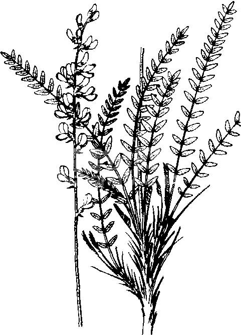 蓝花棘豆